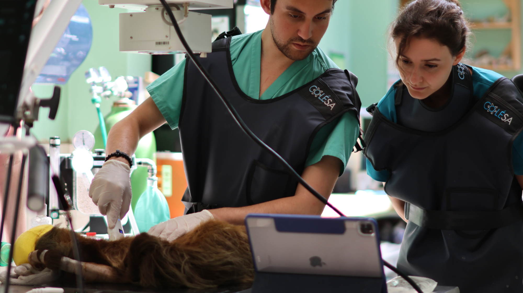 Wildlife Veterinary Internships, Intern abroad in Costa Rica