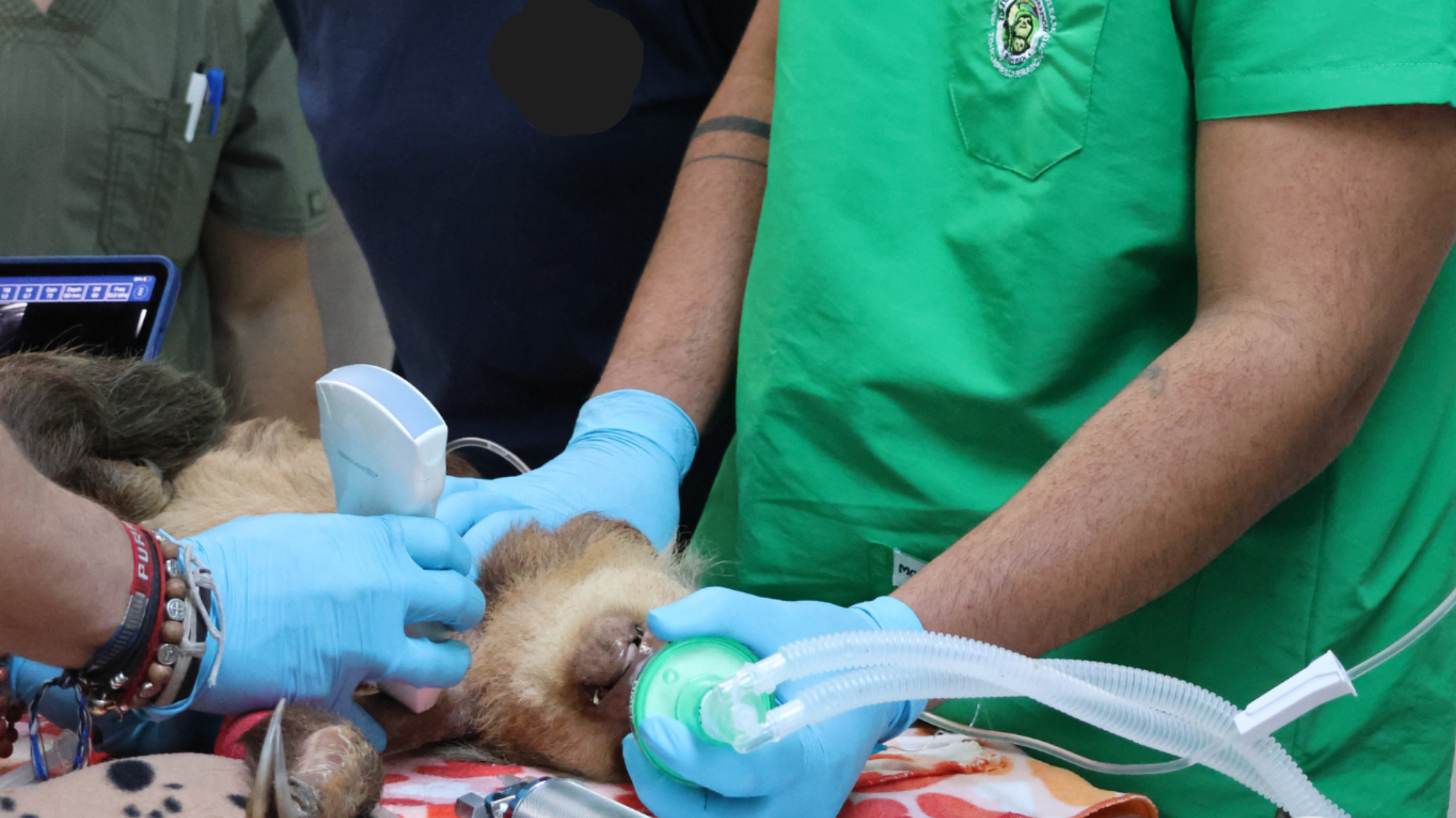 Wildlife Veterinary Internships, Intern abroad in Costa Rica