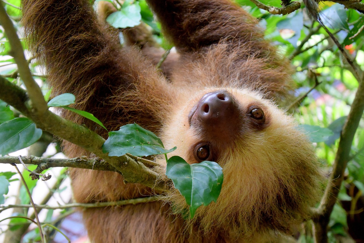 Wildlife Veterinary Internships, Intern abroad in Costa Rica
