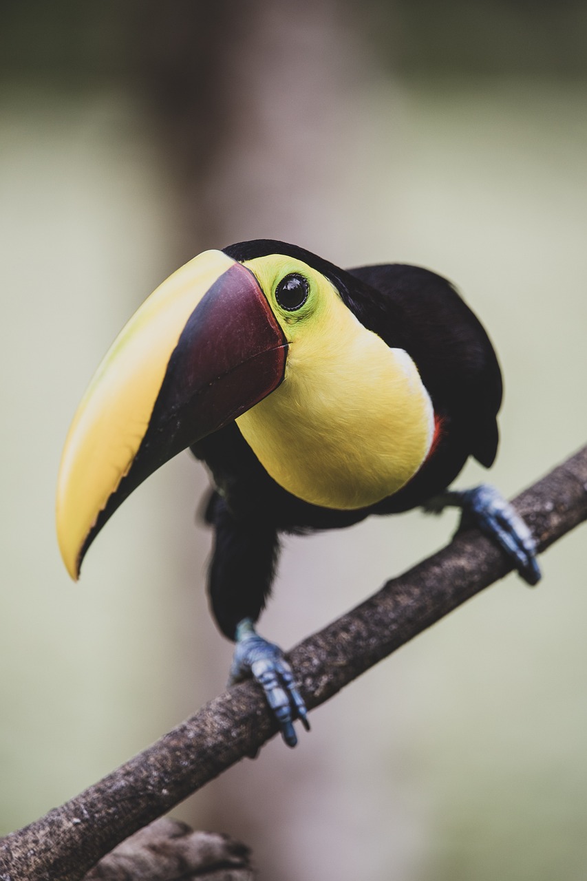 Wildlife Veterinary Internships, Intern abroad in Costa Rica