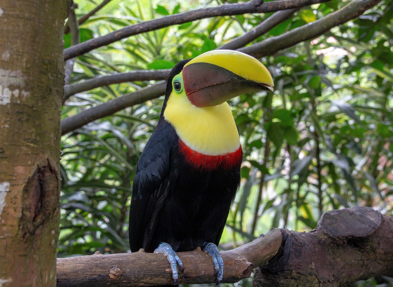 Wildlife Veterinary Internships, Intern abroad in Costa Rica