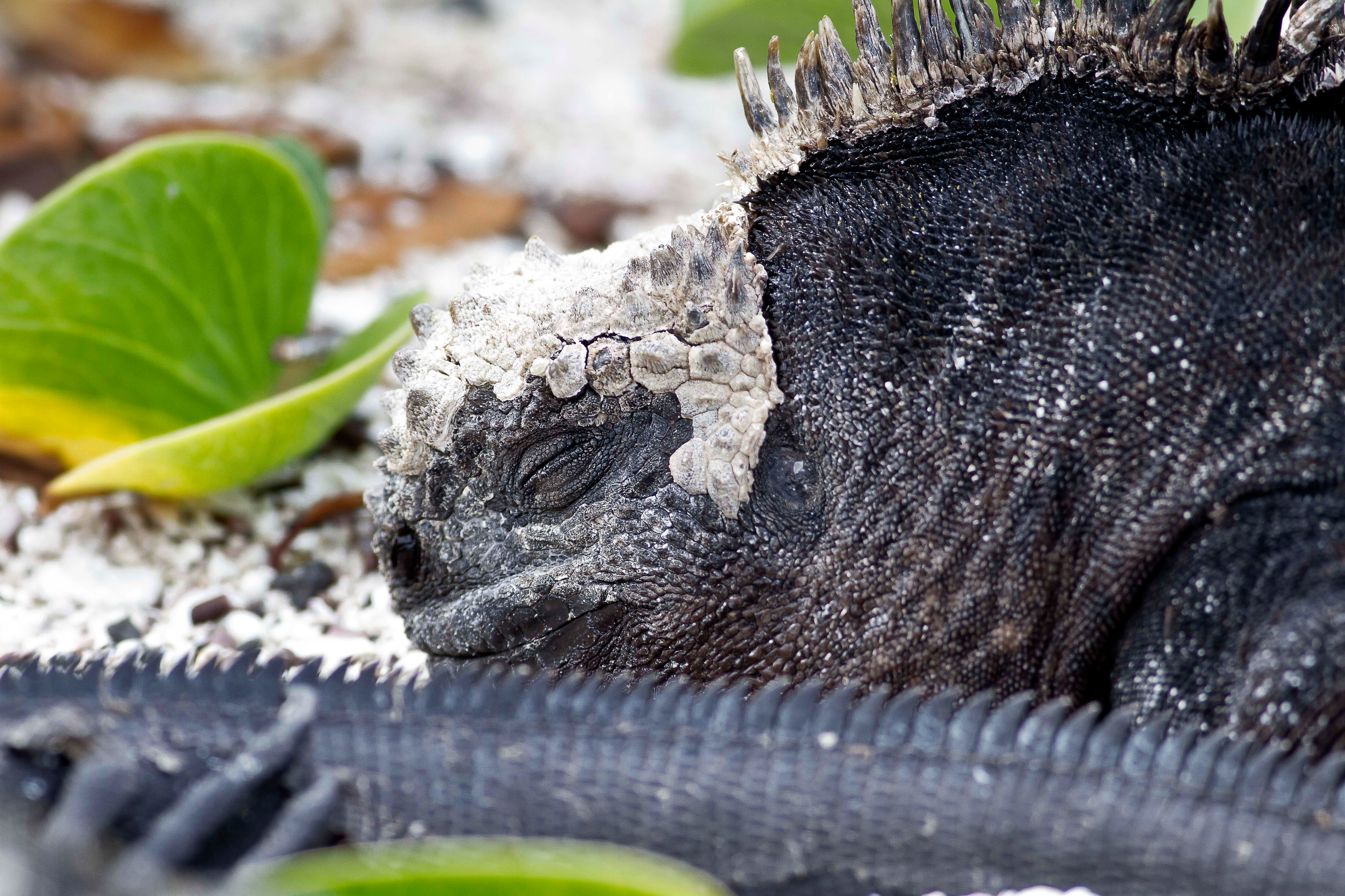 A beautiful reptile in the Galapagos, resting peacefully