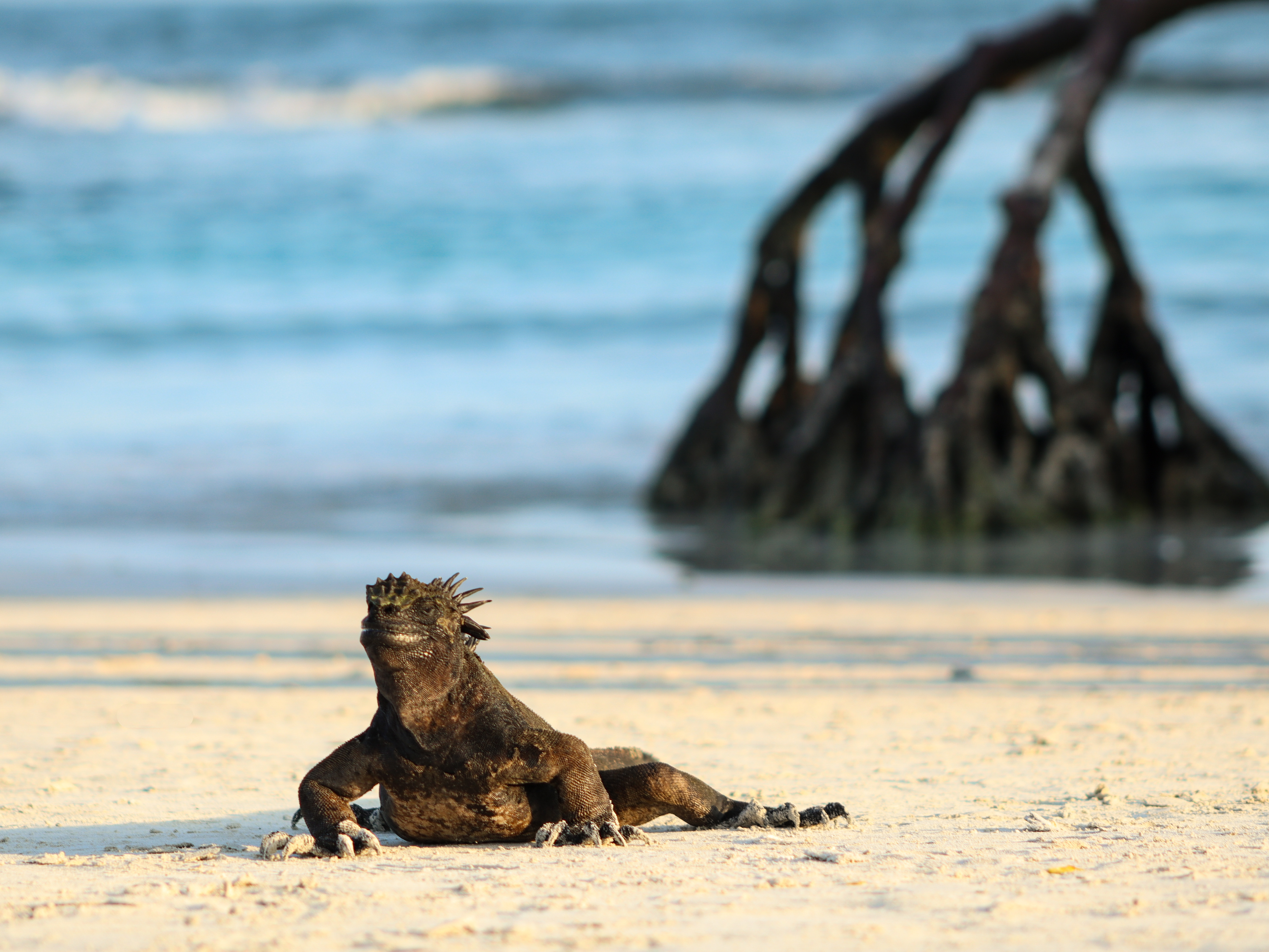 A reptile on the beach in the Galapagos