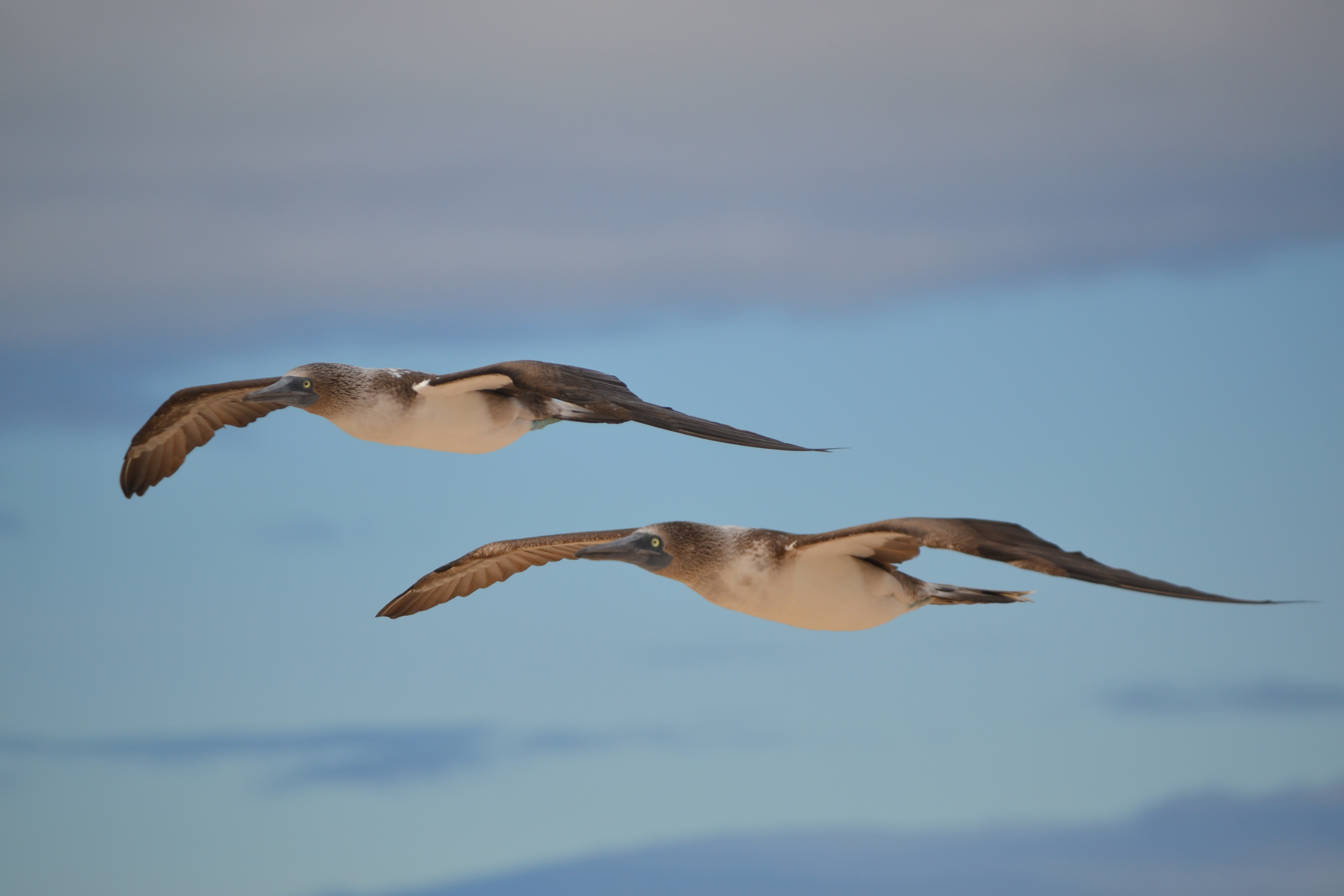 Intern Abroad in the Galapagos Islands, with Intern Abroad HQ