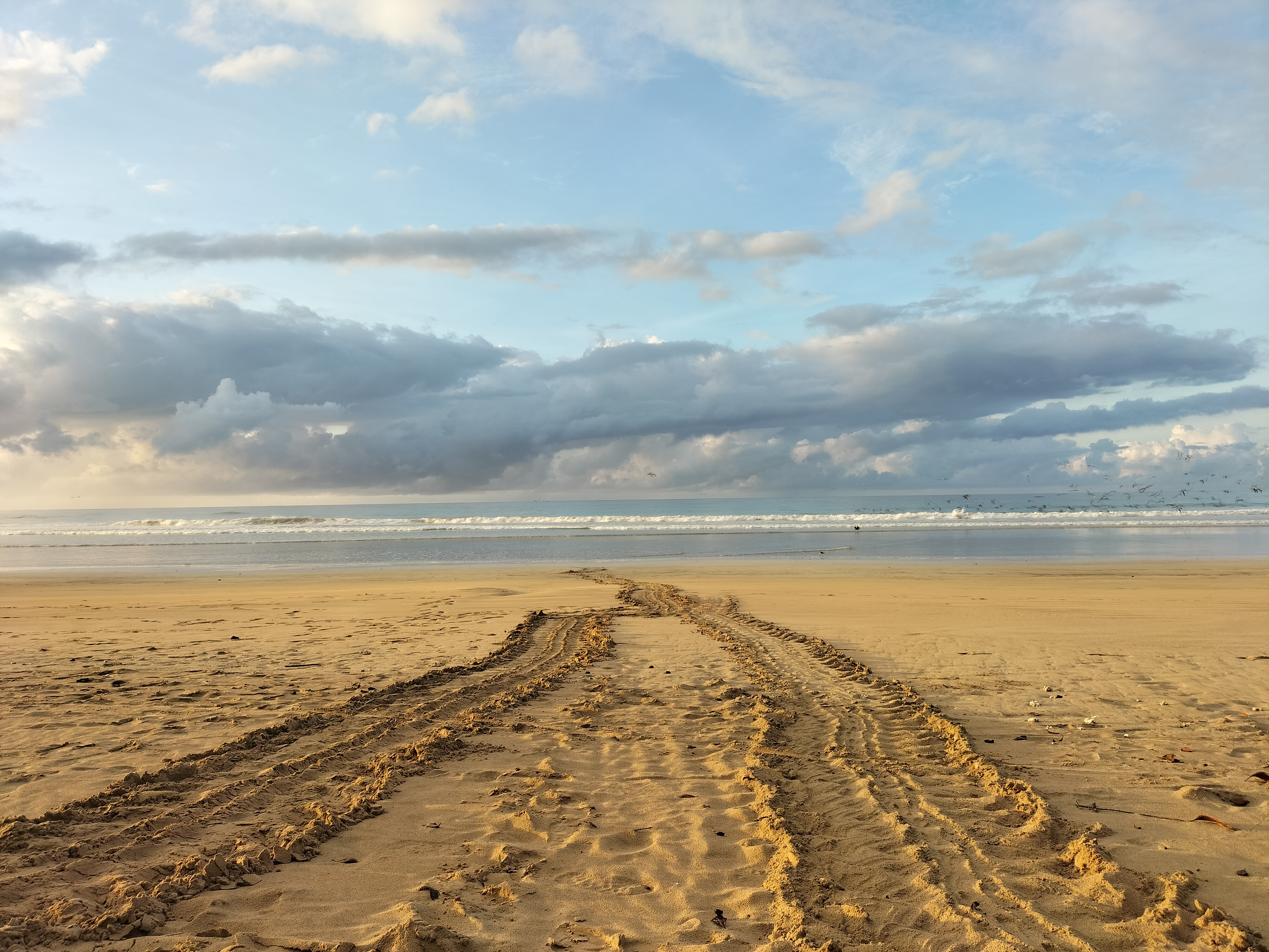 Green sea turtle tracks on the beach, Isabela Island, Galapagos