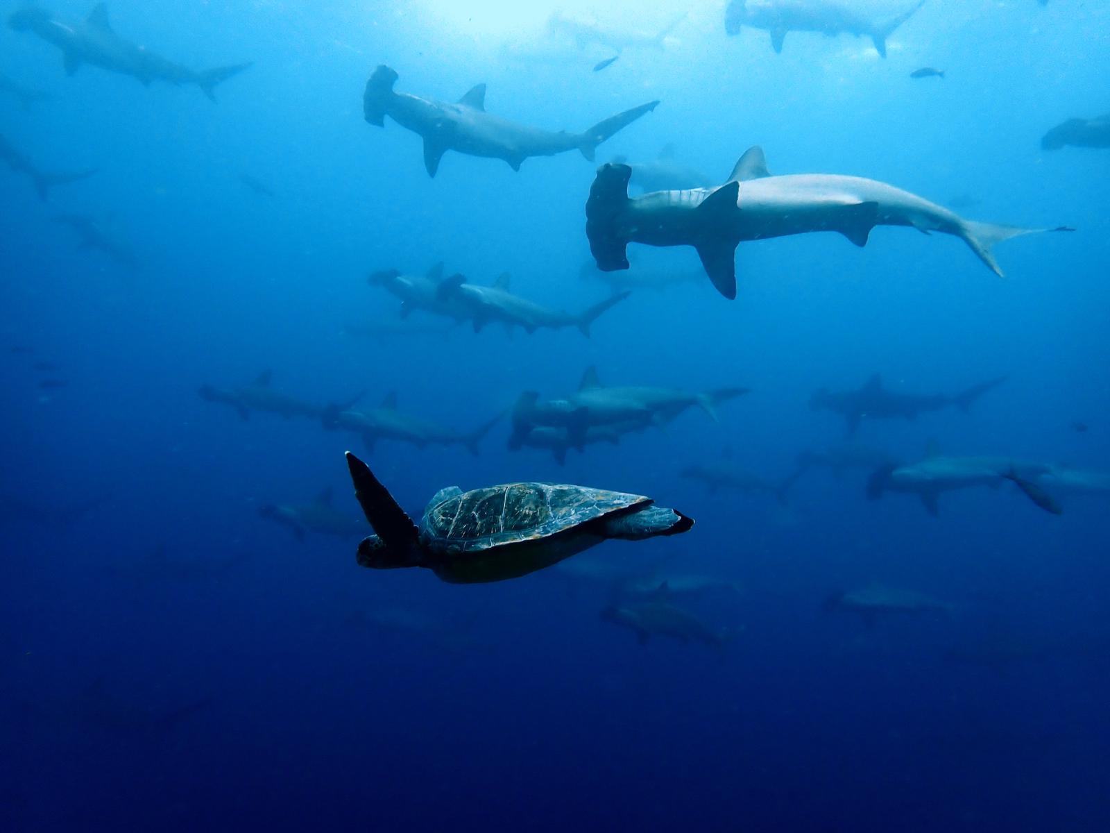 Hammerhead sharks and sea turtles swimming together
