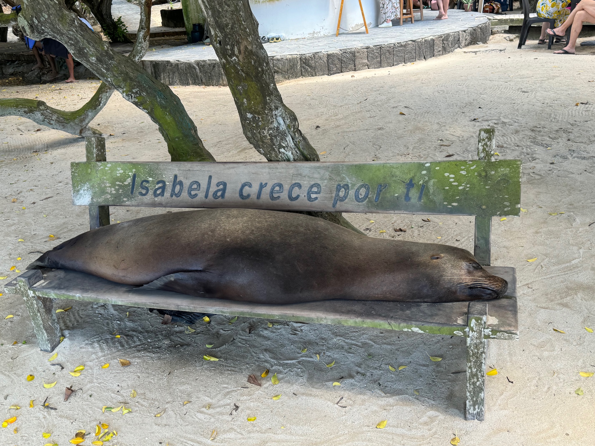 Sea lion sleeping on a park bench, on Isabela Island, Galapagos