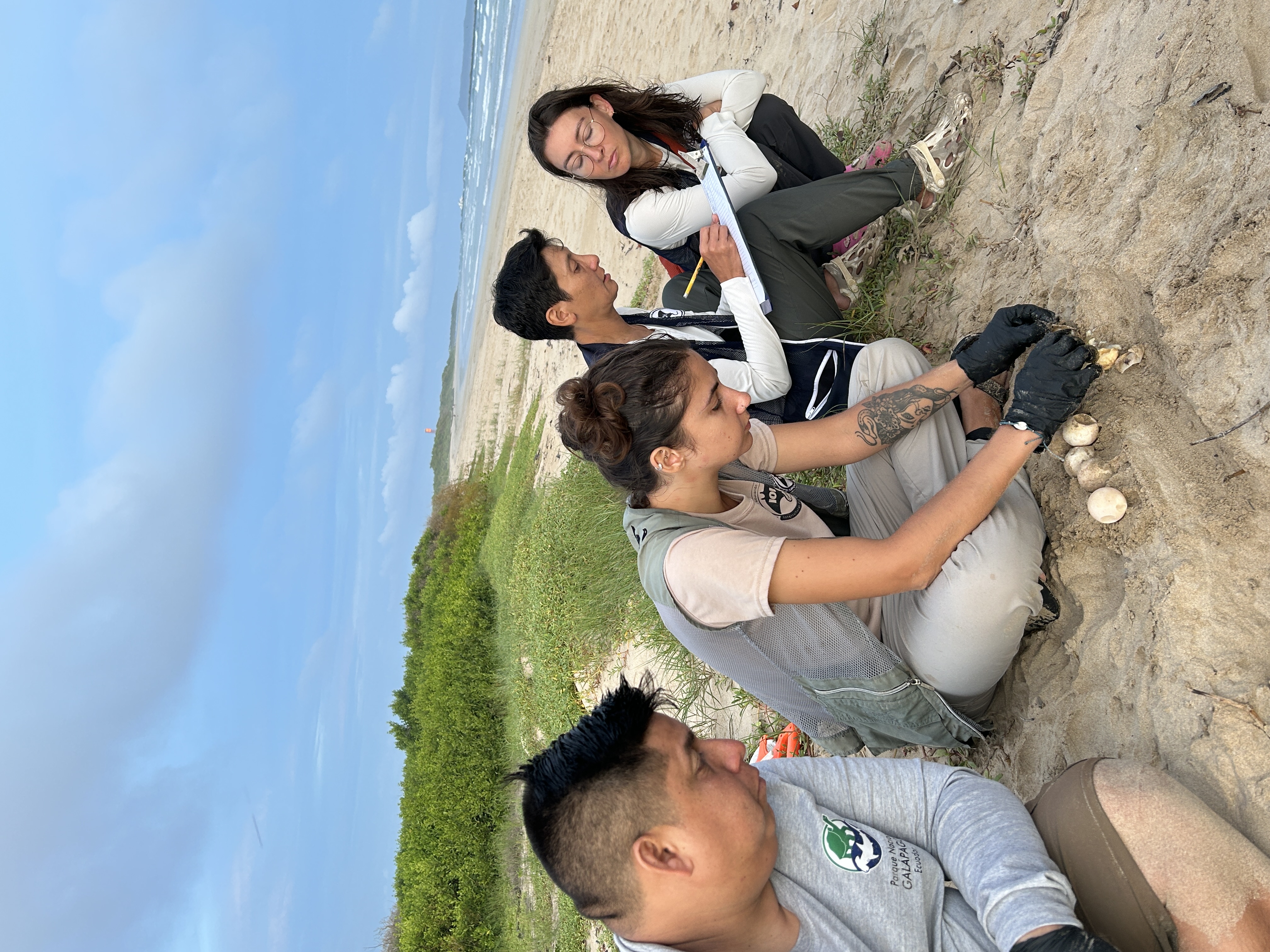 Turtle nest excavation activities for marine conservation