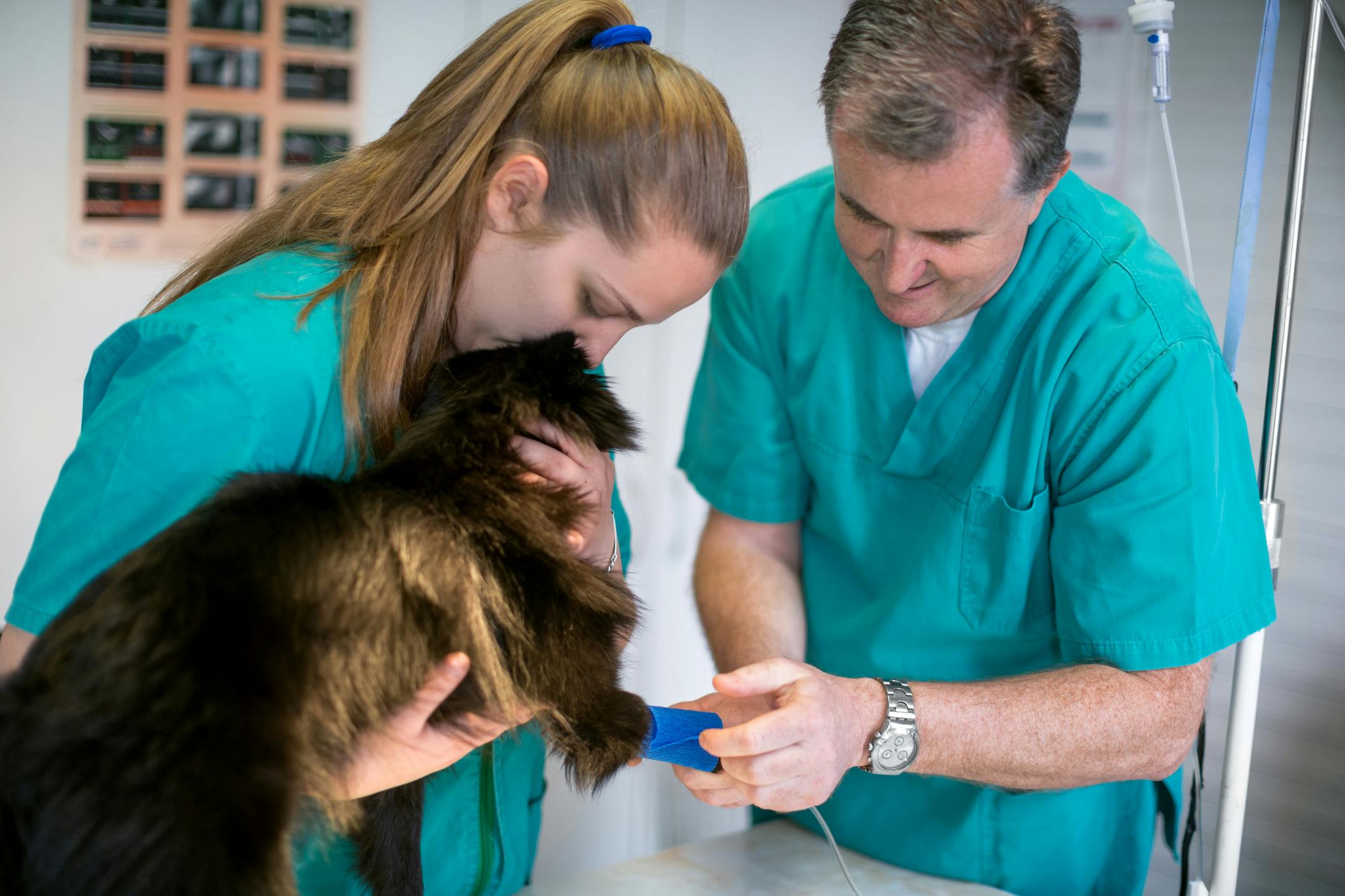 Animal Care Internships, Intern abroad in Greece