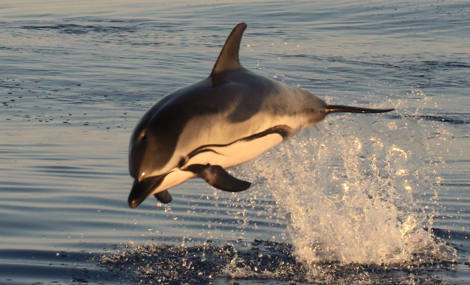 Marine Conservation Research Expedition dolphin is shown leaping through the air