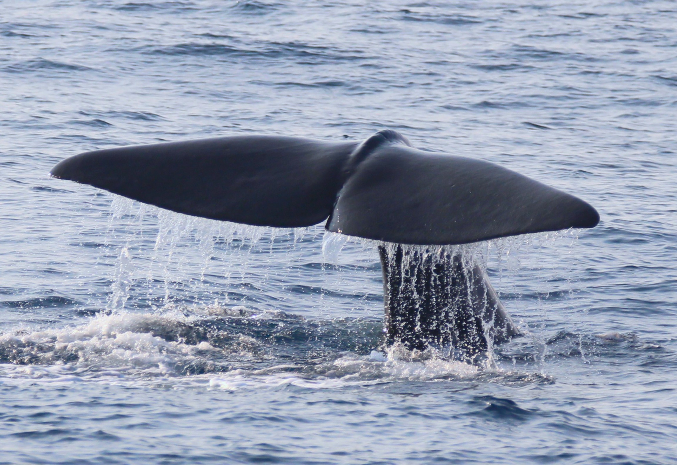 Marine Conservation Research Expedition viewing the tale of a marine mammal