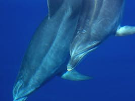 Marine Mammals Research & Conservation