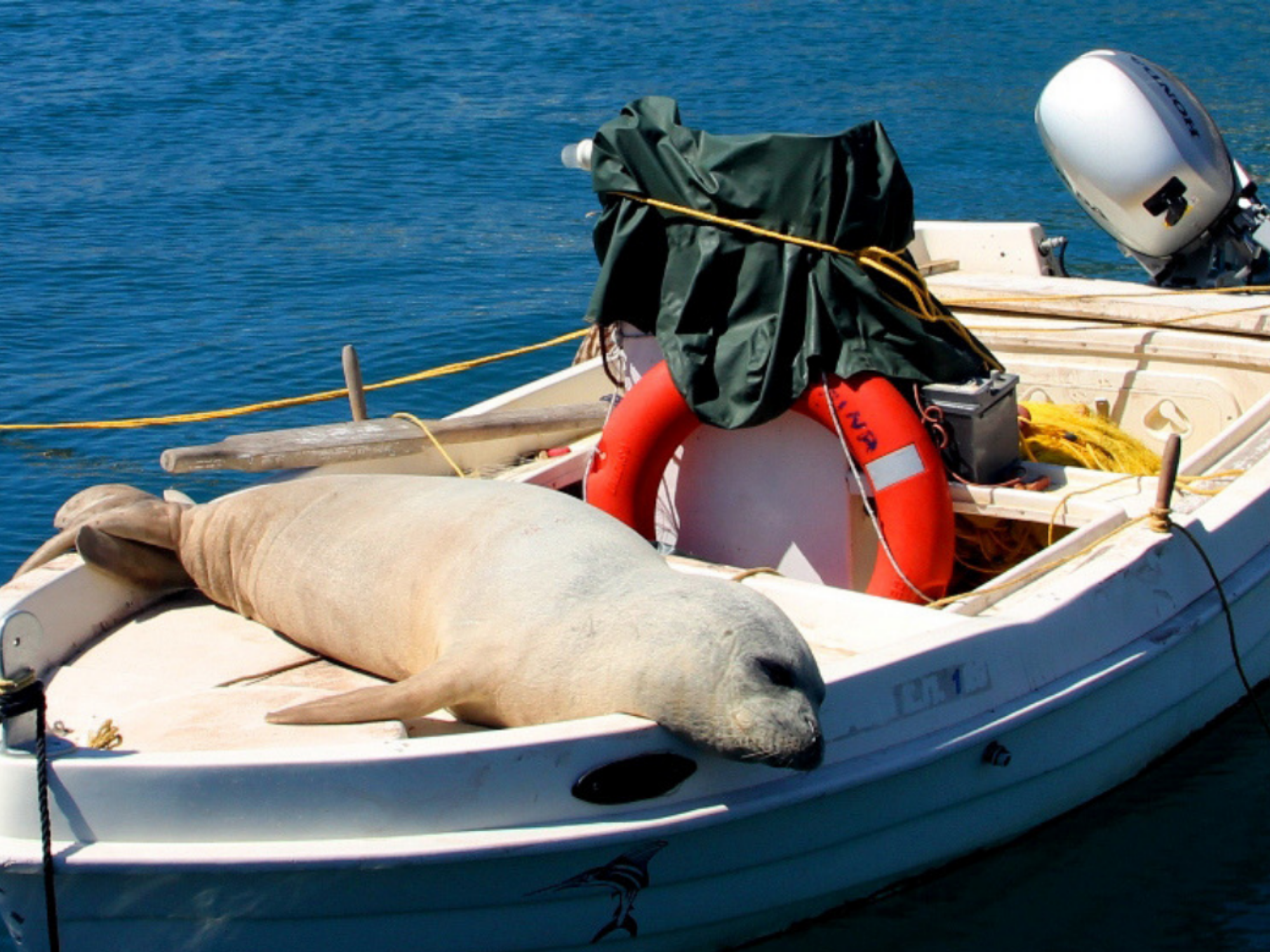 Monk seal relaxing in the sun