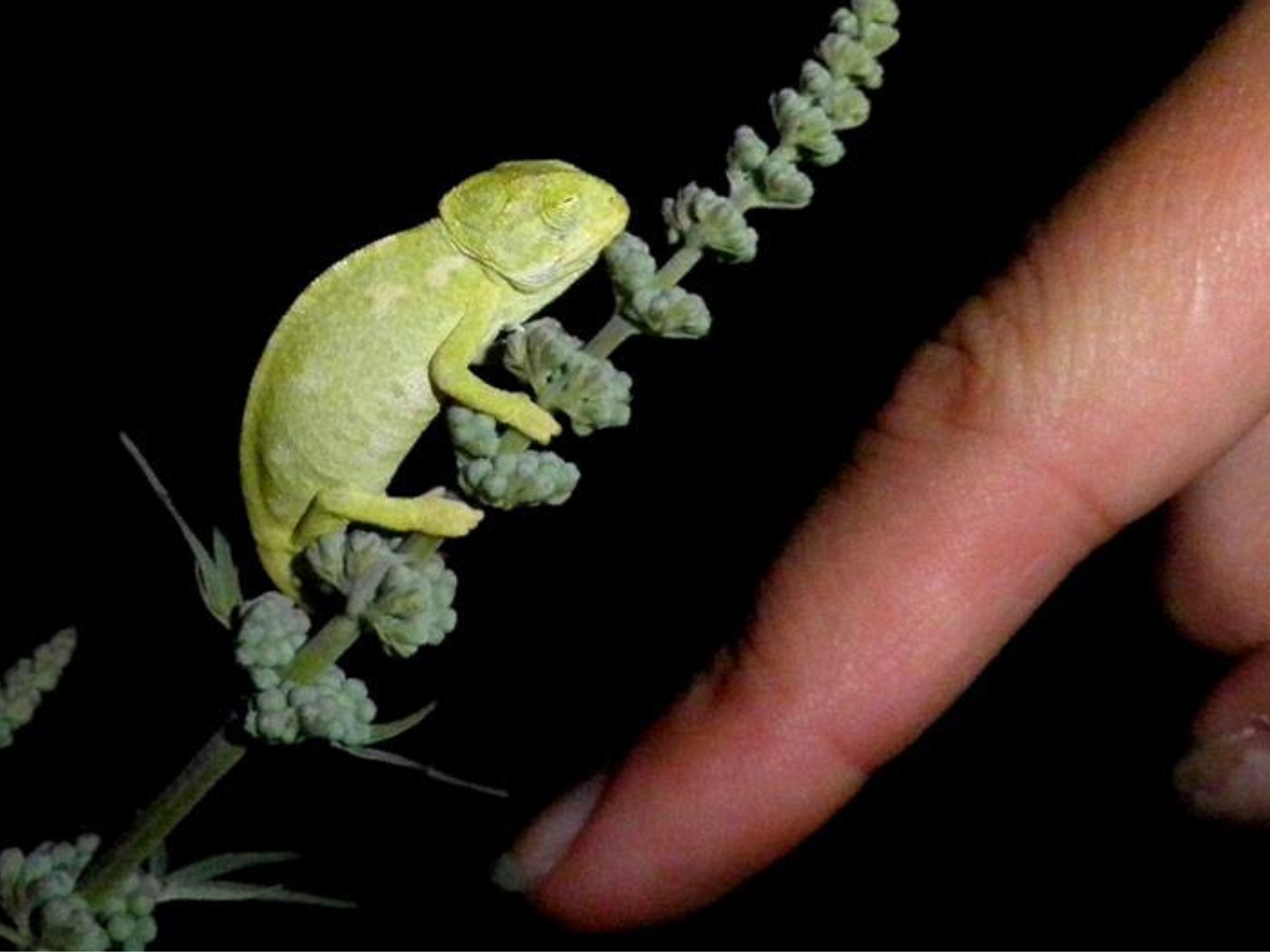 Chameleon conservation in Greece