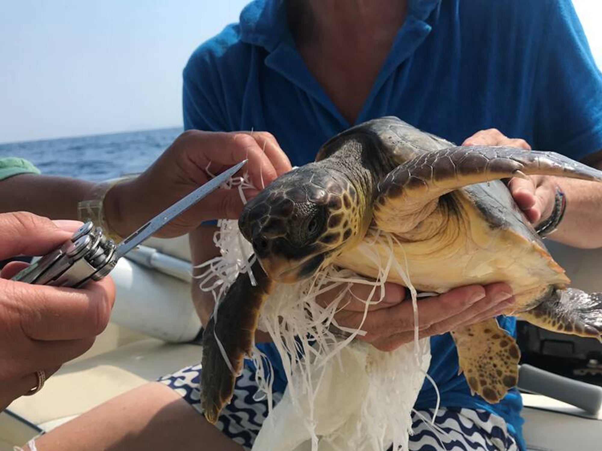 Turtle conservation in Greece