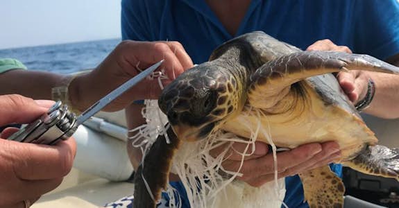Turtle conservation in Greece