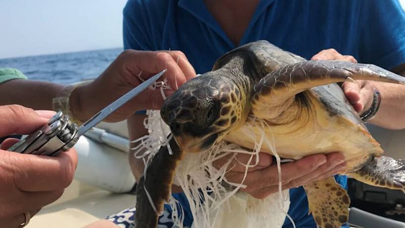 Turtle conservation in Greece