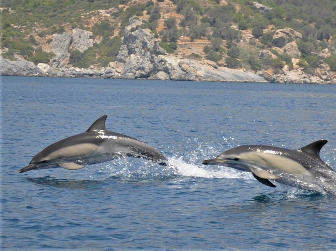 Dolphins in Greece