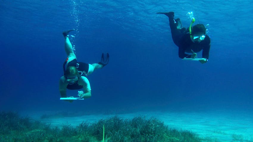 Marine Science Internship in Greece