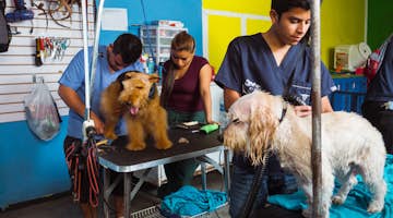 Veterinary & Animal Care Internships in Guatemala