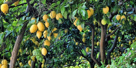 Agriculture & Production Internships in Italy