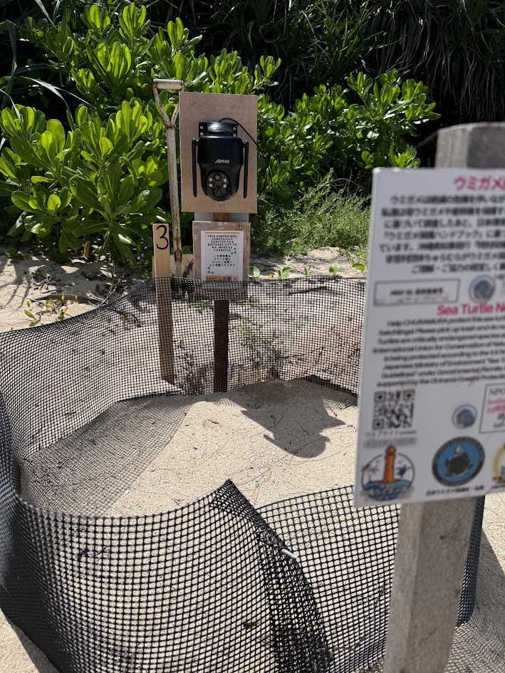 Sea Turtle Conservation internship abroad, Okinawa, Japan, Intern Abroad HQ