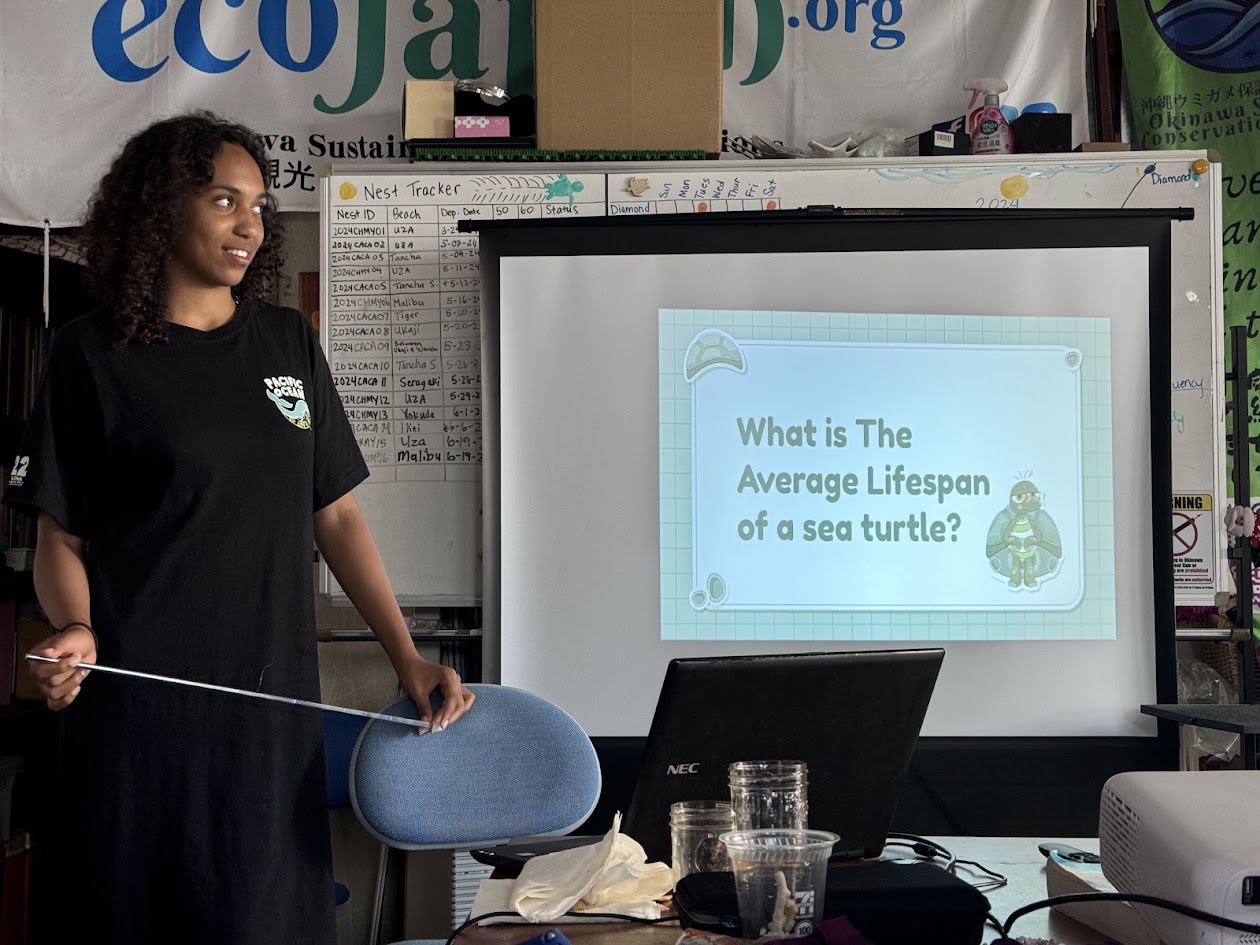 Sea Turtle Conservation internship abroad, Okinawa, Japan, Intern Abroad HQ