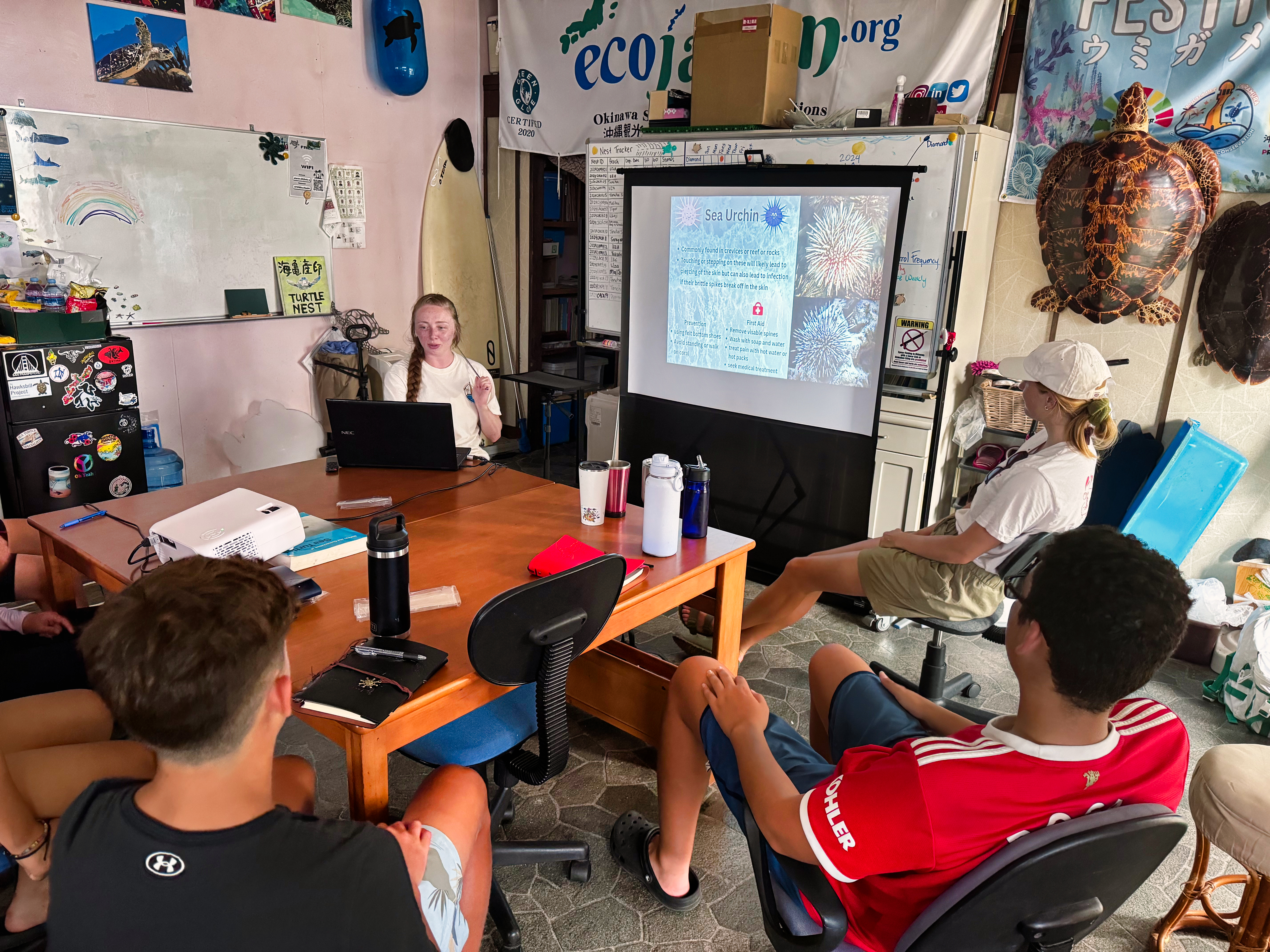 Sea Turtle Conservation internship abroad, Okinawa, Japan, Intern Abroad HQ