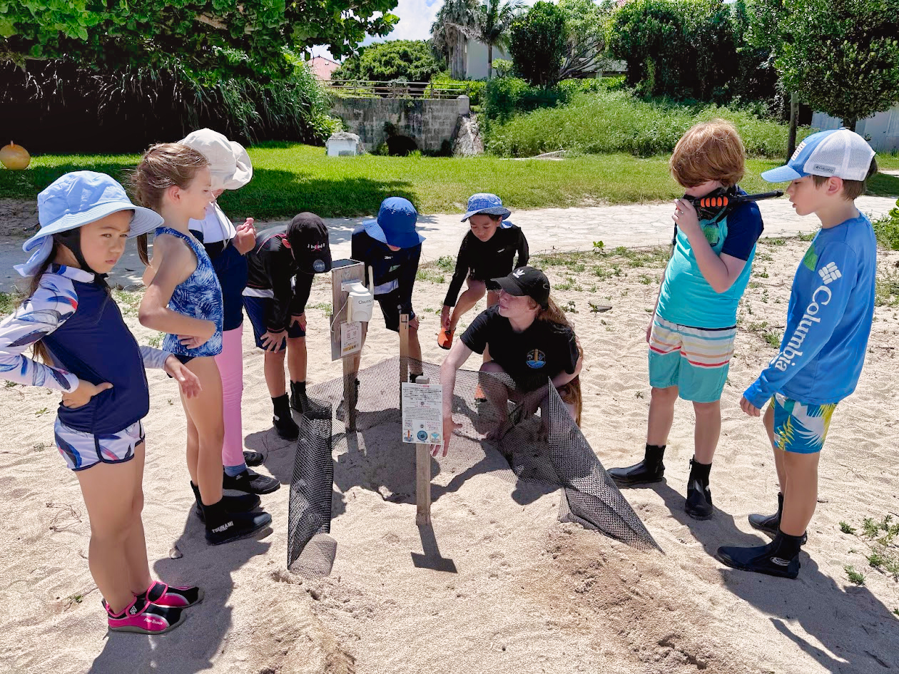 Sea Turtle Conservation internship abroad, Okinawa, Japan, Intern Abroad HQ