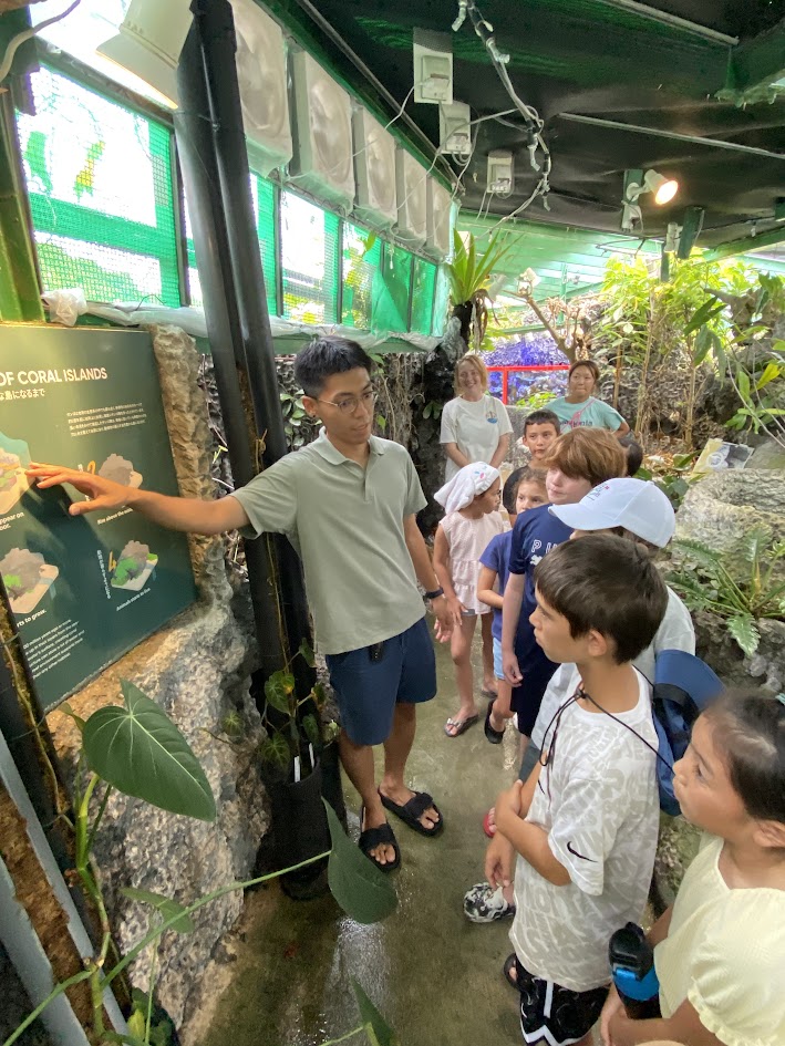 Sea Turtle Conservation internship abroad, Okinawa, Japan, Intern Abroad HQ