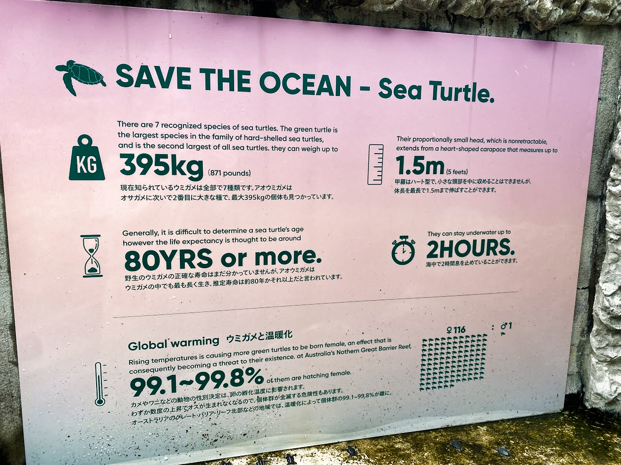 Sea Turtle Conservation internship abroad, Okinawa, Japan, Intern Abroad HQ
