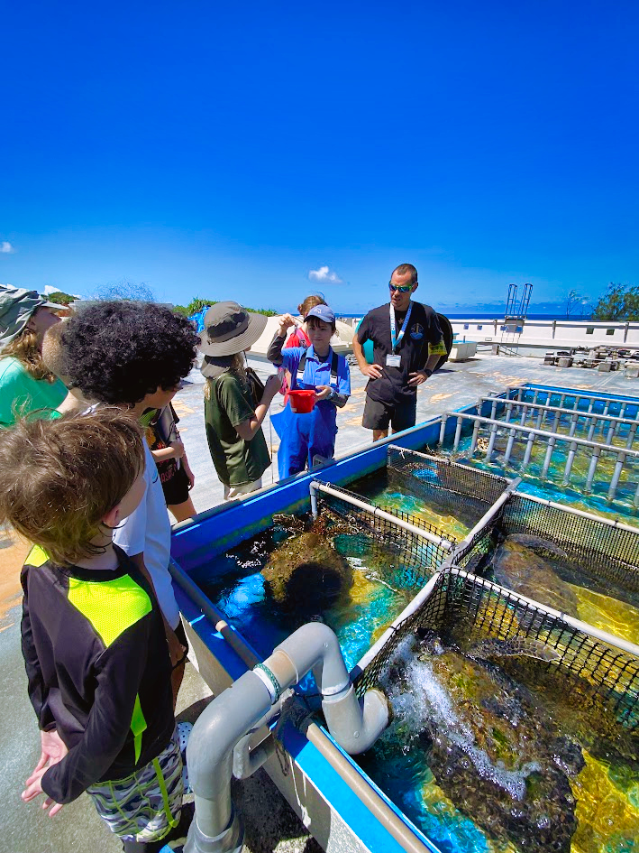 Sea Turtle Conservation internship abroad, Okinawa, Japan, Intern Abroad HQ