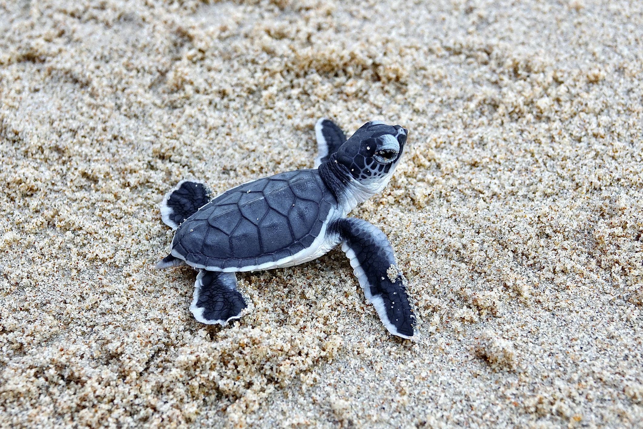 Sea Turtle Conservation Internships in Tioman, Malaysia