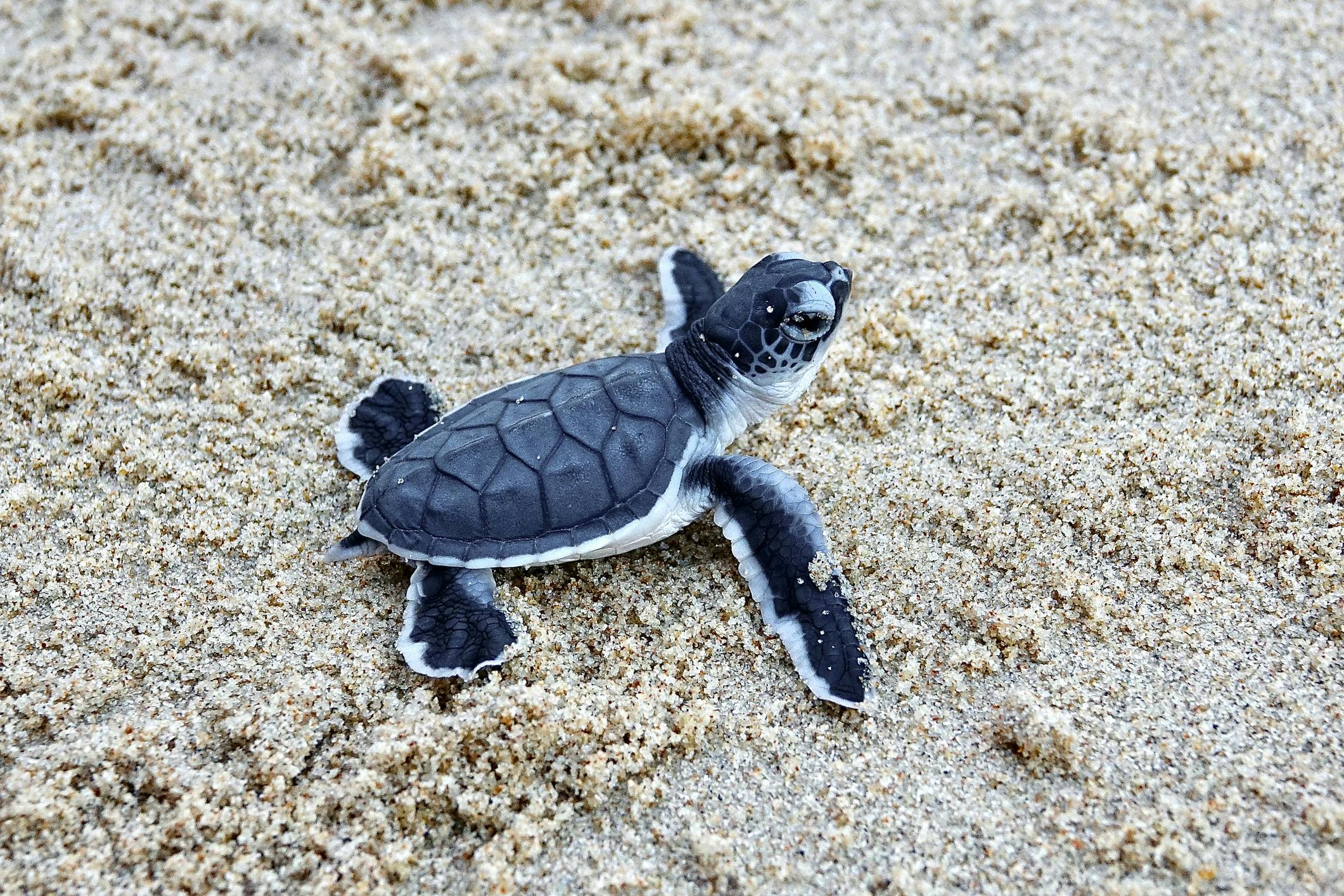 Sea Turtle Conservation Internships in Tioman, Malaysia