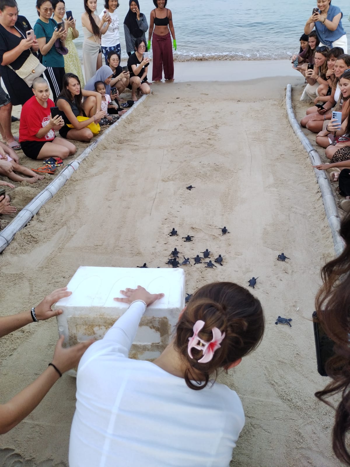 Malaysia Sea Turtle Conservation program, available via Intern Abroad HQ, beach hatchling release