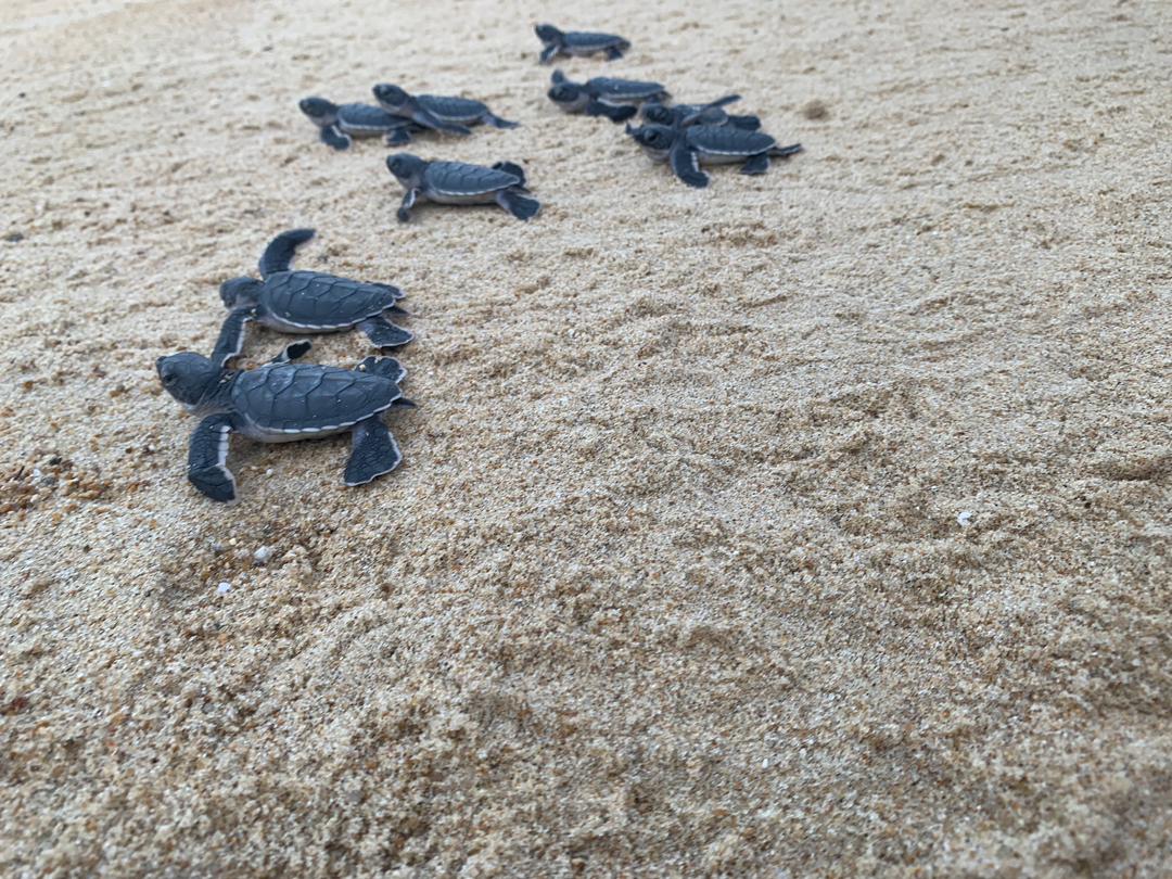 Malaysia Sea Turtle Conservation program, available via Intern Abroad HQ, beach hatchling release