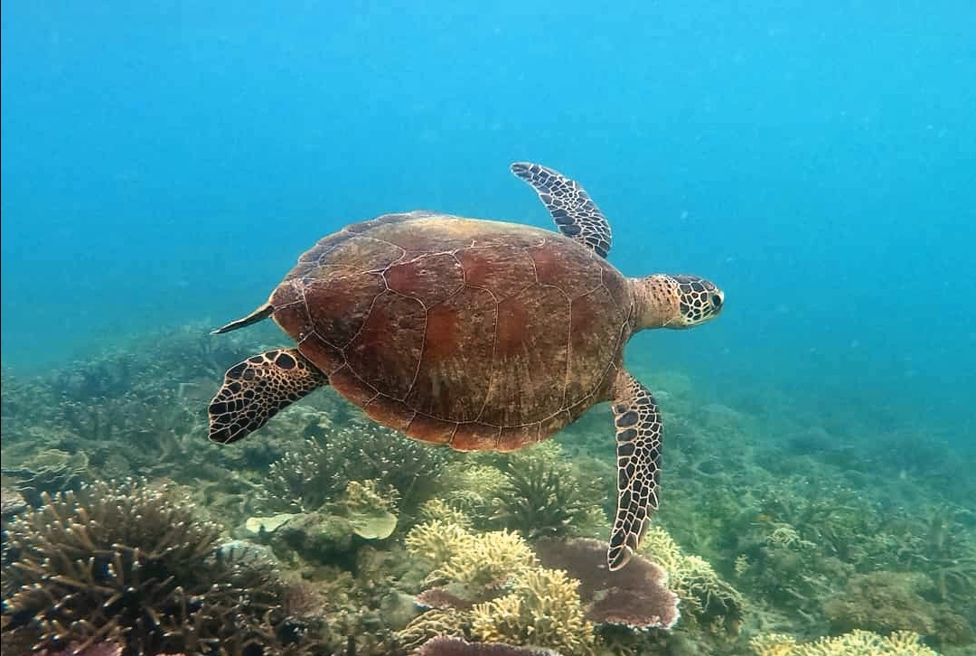 Malaysia Sea Turtle Conservation program, available via Intern Abroad HQ, sea turtle hatchery trench digging