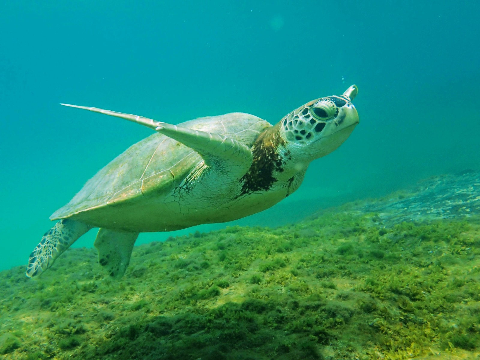 Malaysia Sea Turtle Conservation program, available via Intern Abroad HQ, juvenile green turtle photo ID while snorkelling