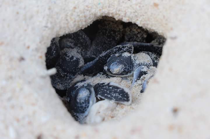 Malaysia Sea Turtle Conservation program, available via Intern Abroad HQ, nest checks hatchlings about to emerge