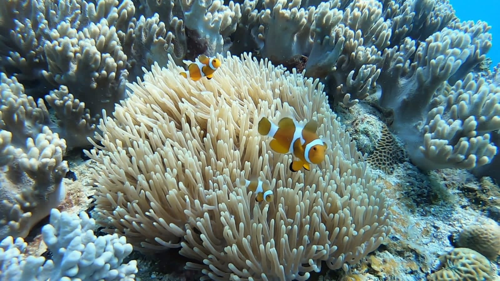 Malaysia Sea Turtle Conservation program, available via Intern Abroad HQ, snorkelling activities