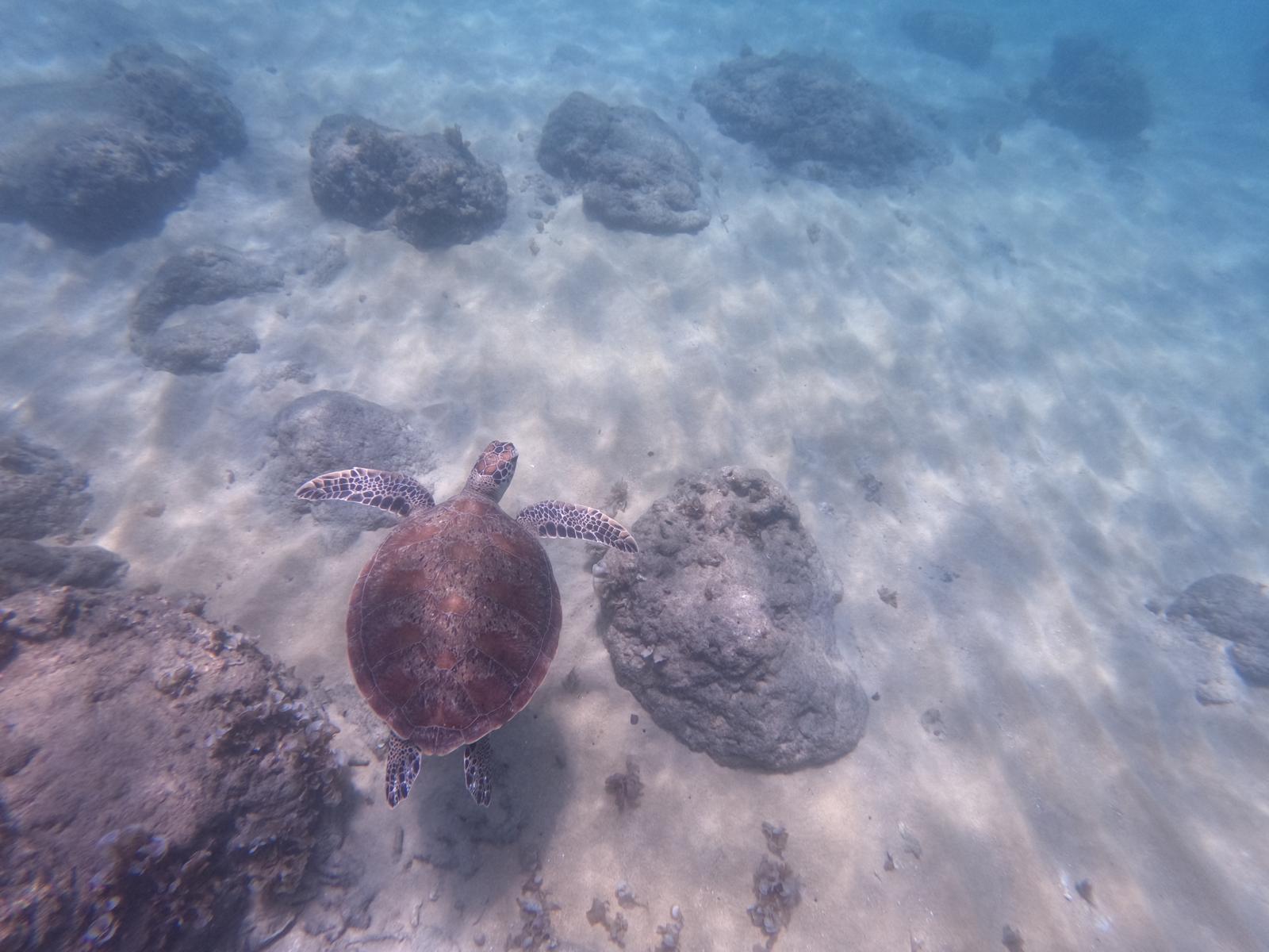Malaysia Sea Turtle Conservation program, available via Intern Abroad HQ, turtle spotting while snorkelling