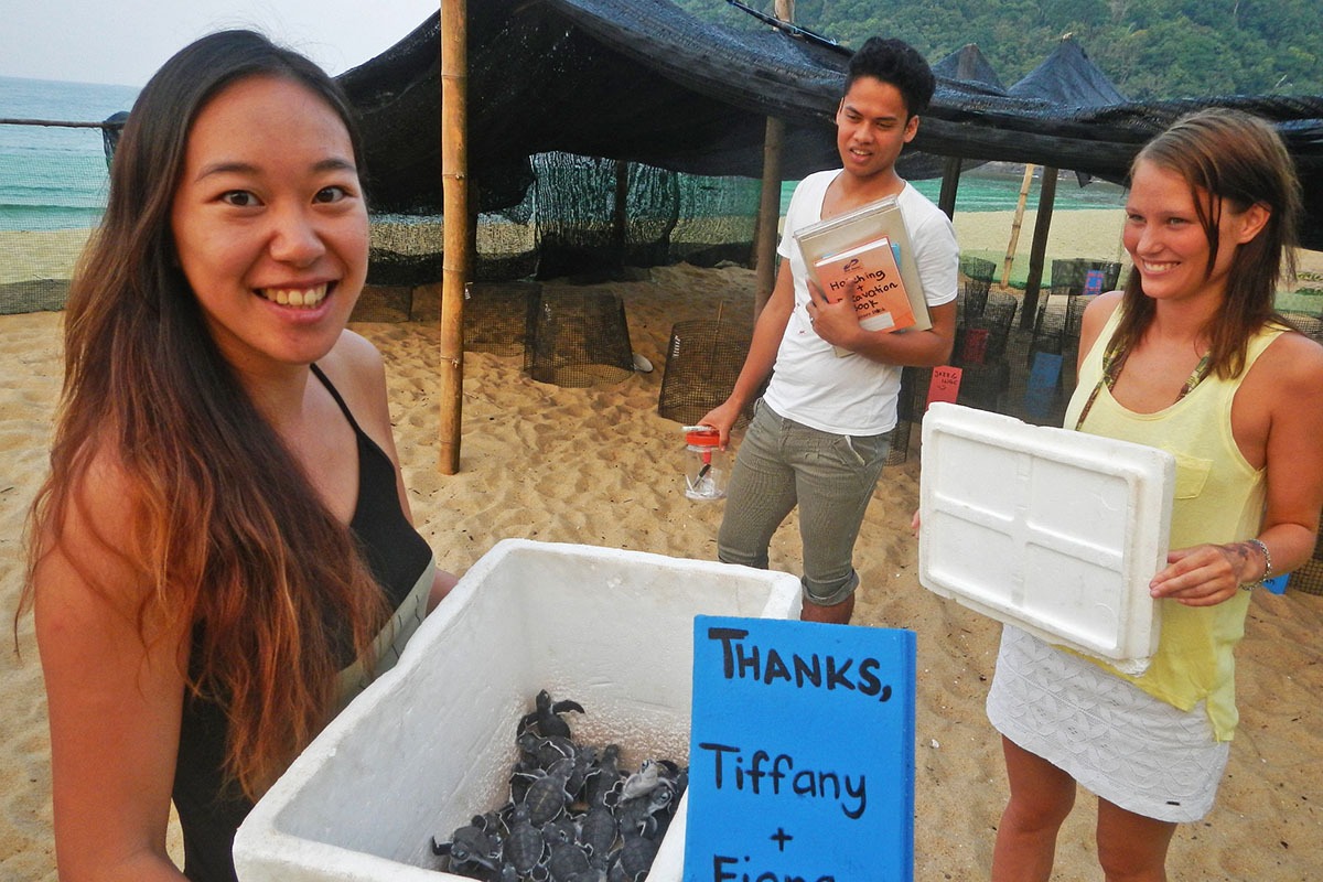 Malaysia Sea Turtle Conservation program, available via Intern Abroad HQ, with adopted turtle hatchlings