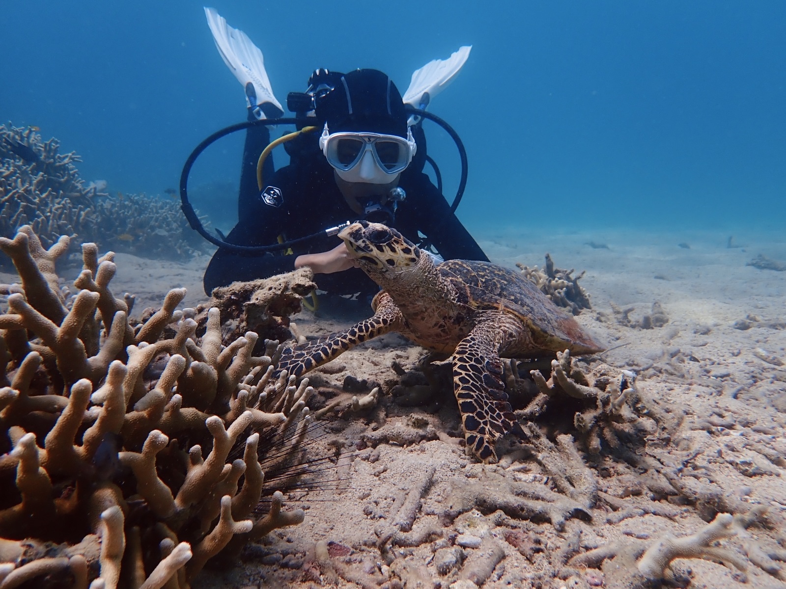 Sea Turtle Conservation and Marine Biology internship programs in Malaysia, available via Intern Abroad HQ