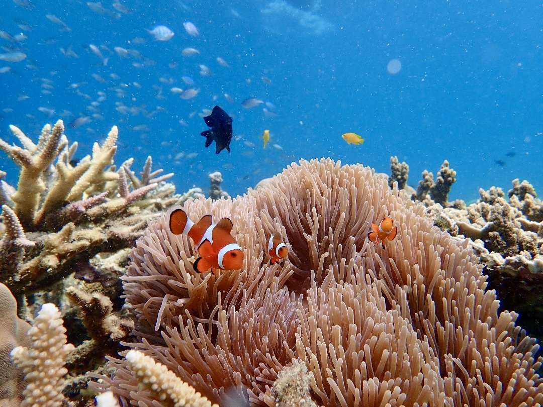 Sea Turtle Conservation and Marine Biology internship programs in Malaysia, available via Intern Abroad HQ