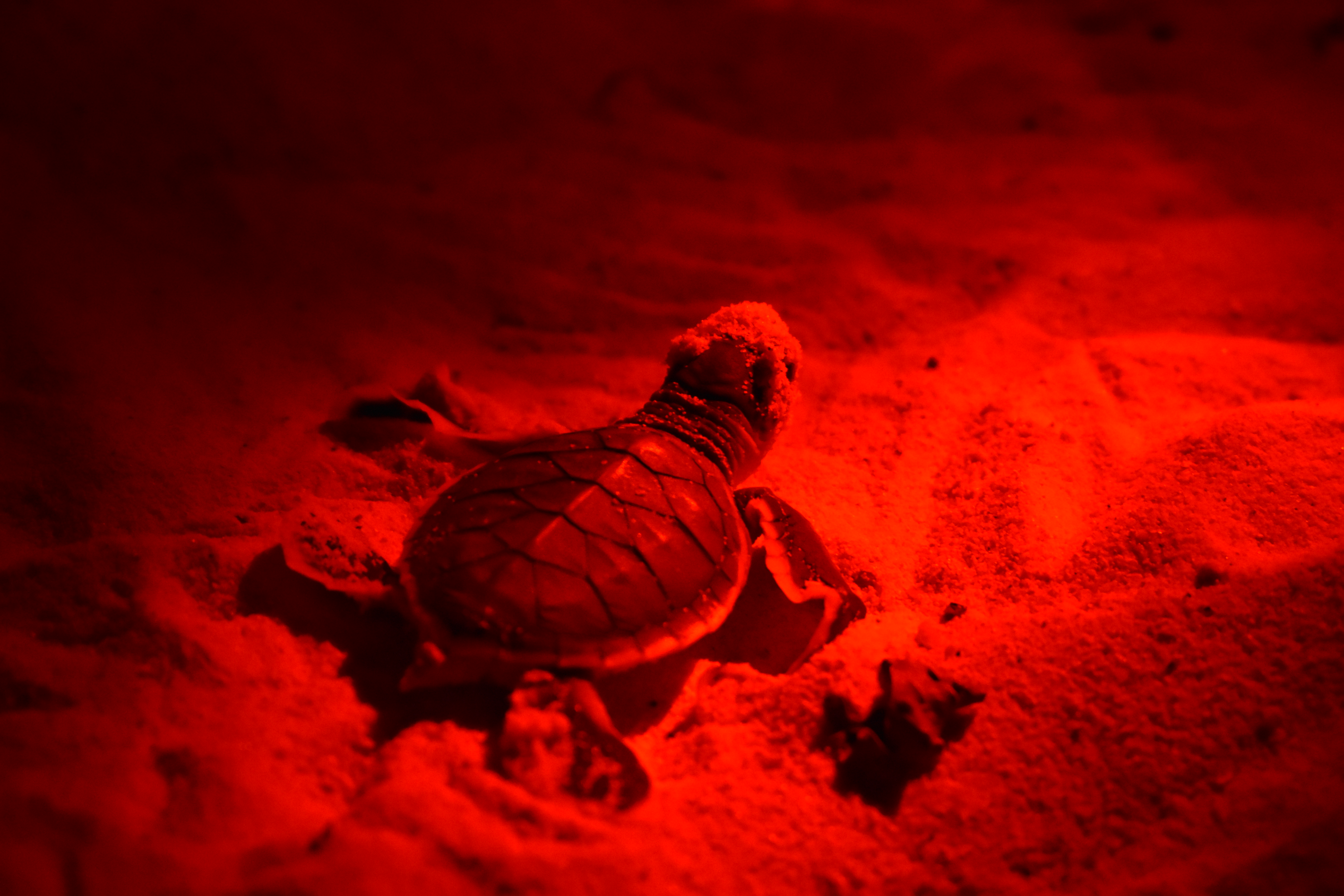 Sea Turtle Conservation and Marine Biology internship programs in Malaysia, available via Intern Abroad HQ