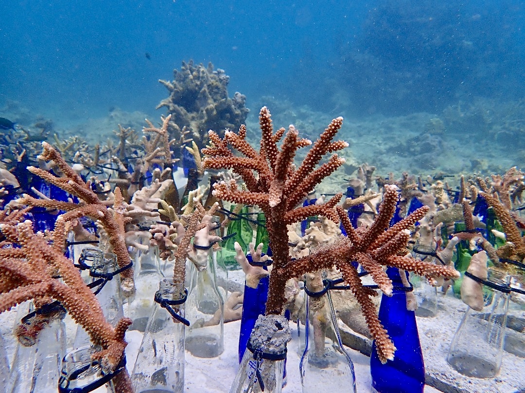 Sea Turtle Conservation and Marine Biology internship programs in Malaysia, available via Intern Abroad HQ