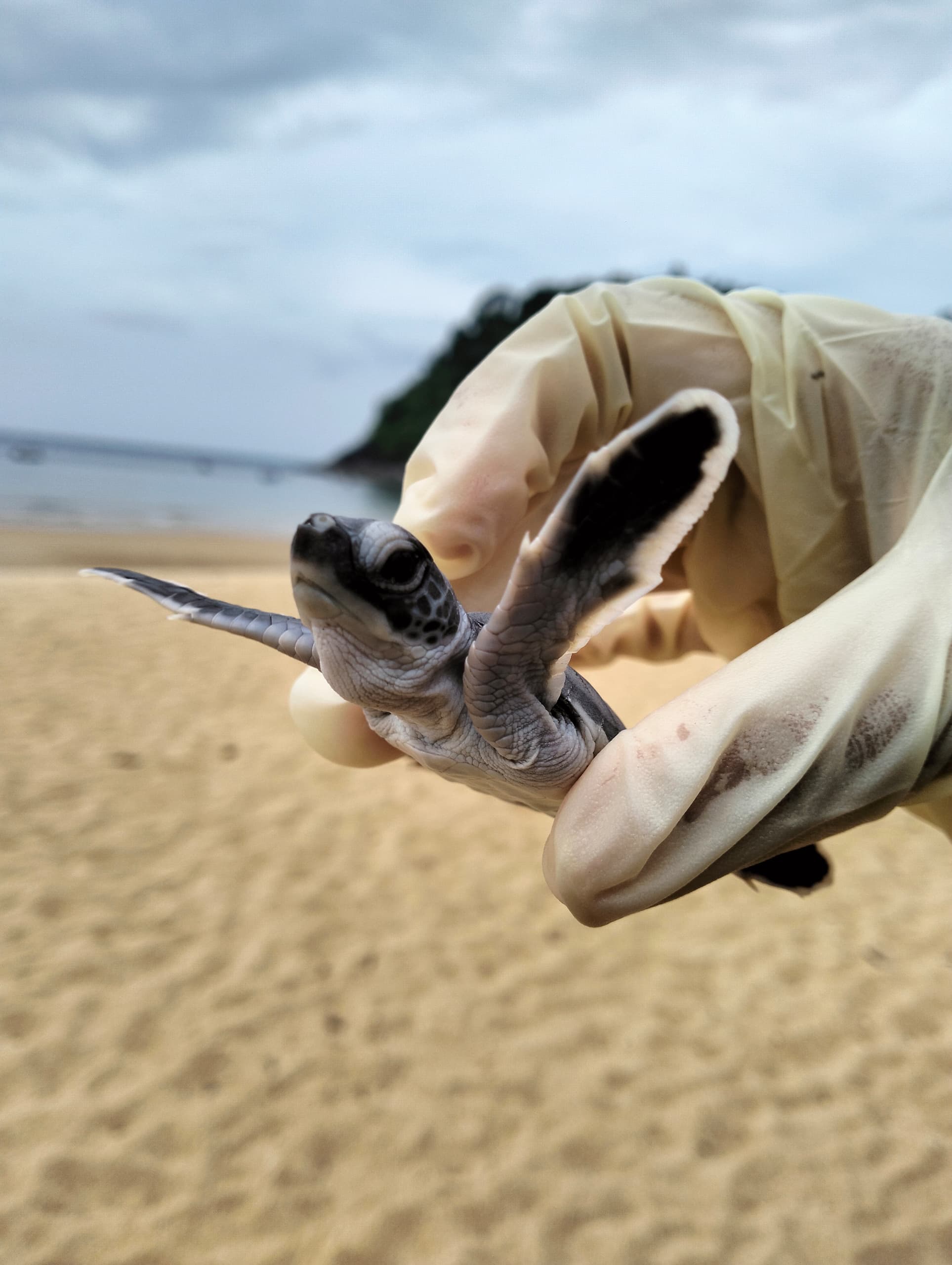 Sea Turtle Conservation and Marine Biology internship programs in Malaysia, available via Intern Abroad HQ