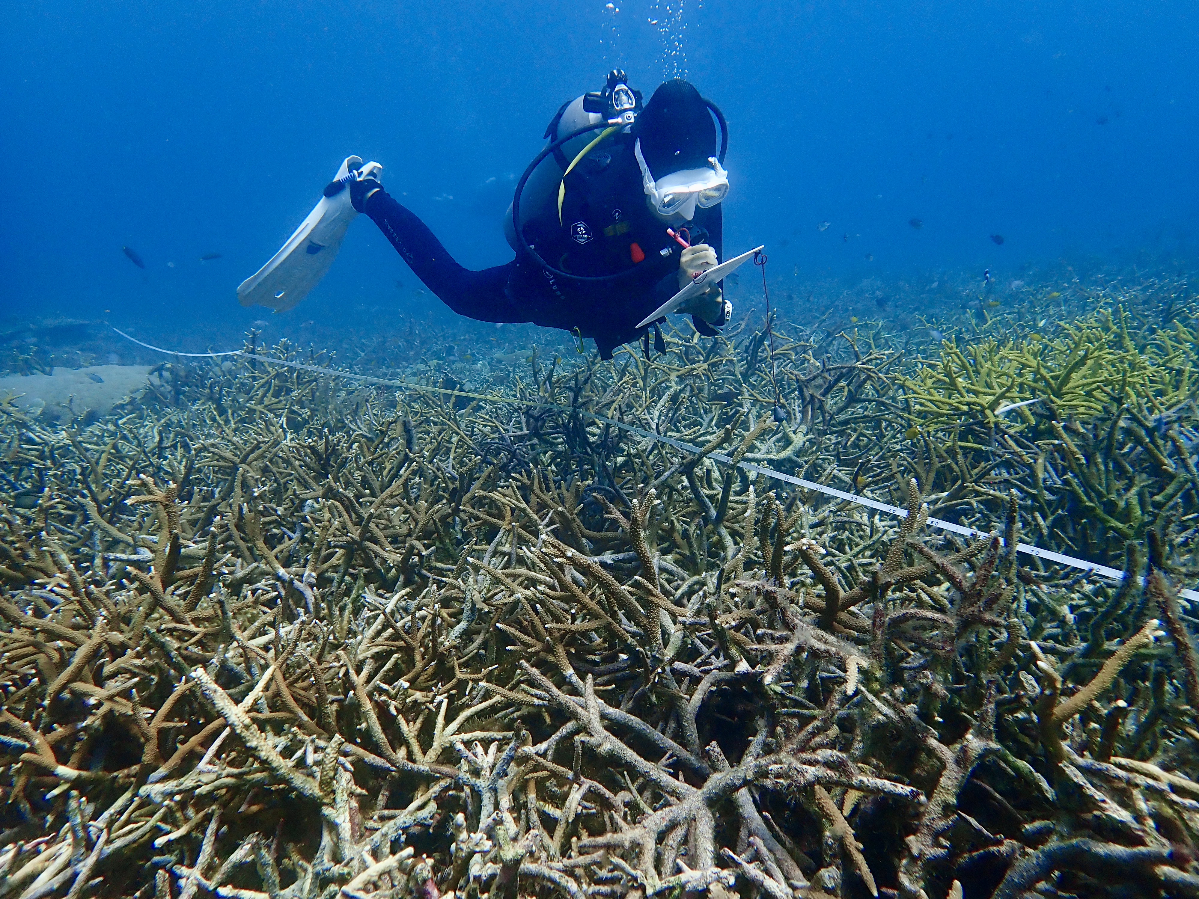 Marine Conservation & Research Diving Internships: Intern abroad in Tioman, Malaysia