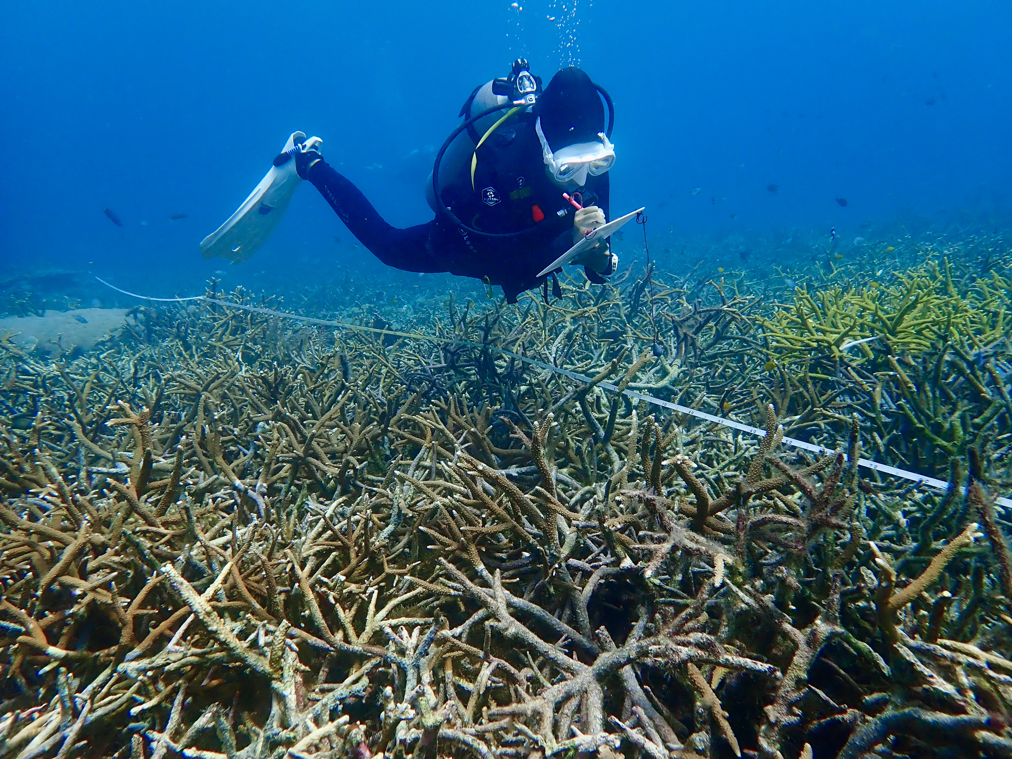 Marine Conservation & Research Diving Internships, Intern abroad in Tioman, Malaysia