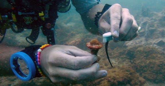 Cleaning and maintenance of coral nursaries